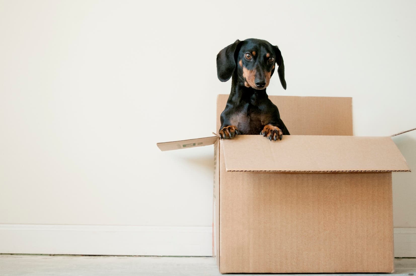Dog sitting in a box